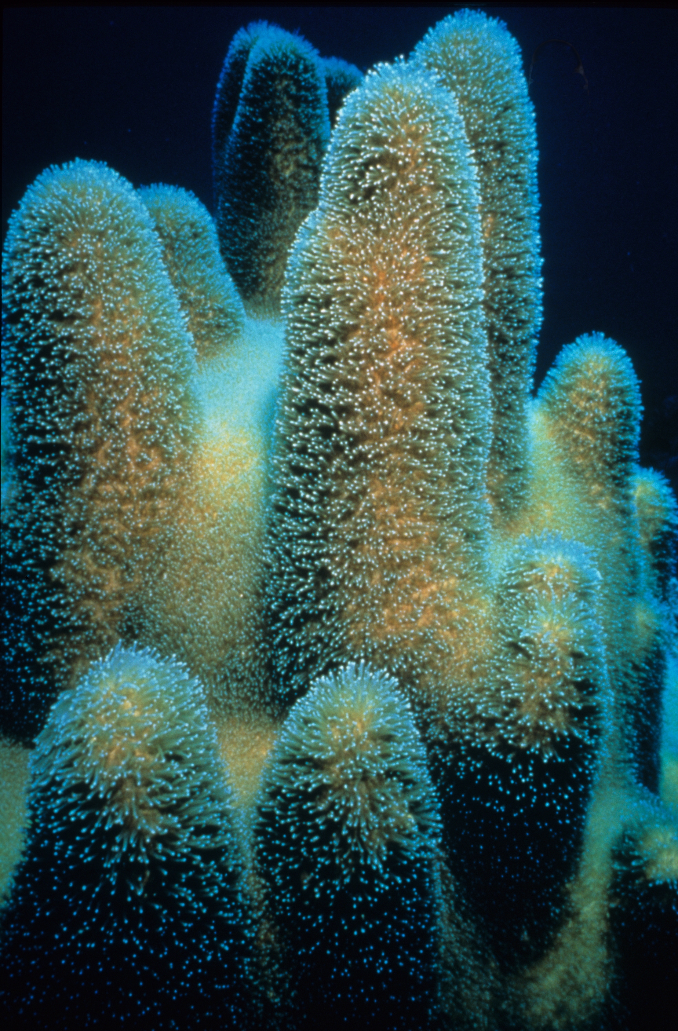 [Pillar coral] Photo by William Harrigan, NOAA Corps (ret.).