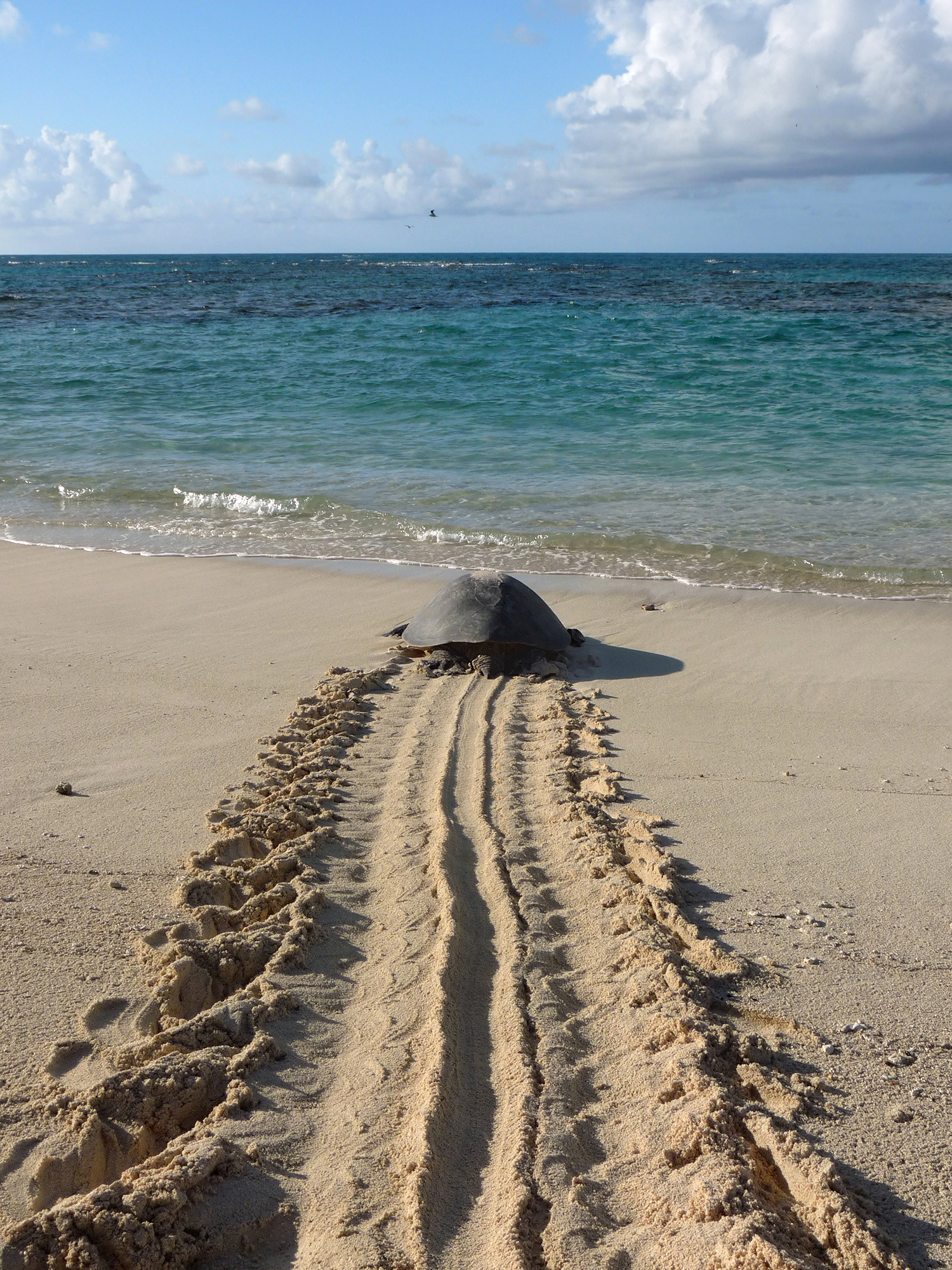[Green sea turtle] Photo by Mark Sullivan.