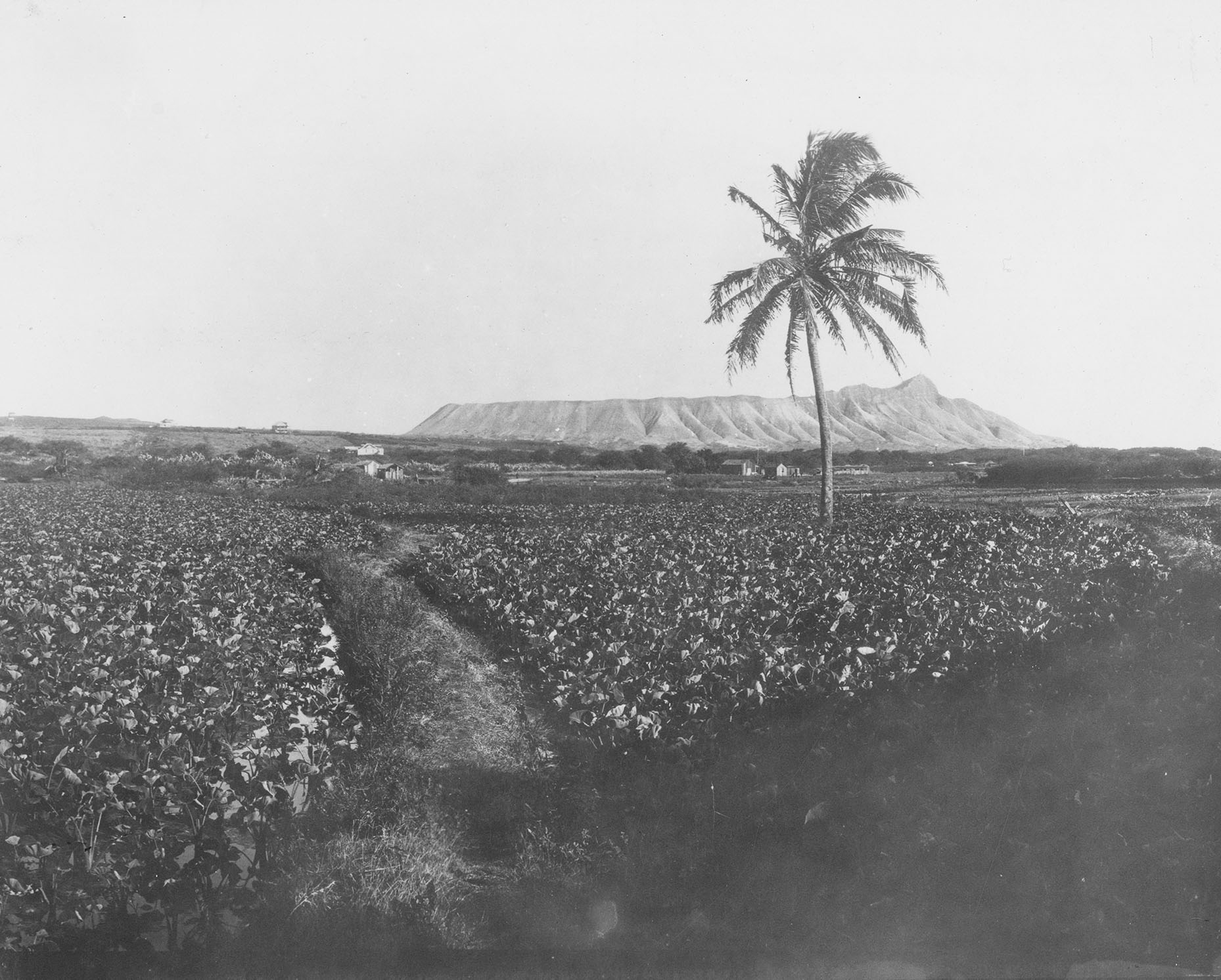[Duck ponds in Honolulu] View of Diamond Head from the duck ponds in Honolulu, with taro fields in the foreground; Honolulu, Hawaiʻi, 1910. Photographer unknown, Bishop Museum Archives. Used with permission.