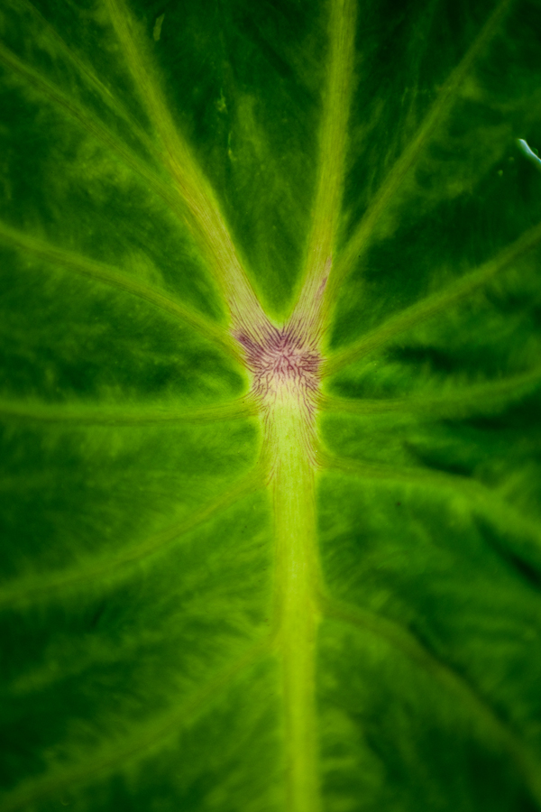 [Kalo leaf] Photo by Ruben Carillo.