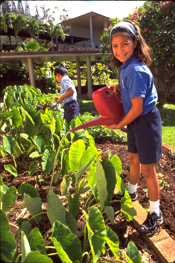 [Student watering kalo] Photo by Michael Young.