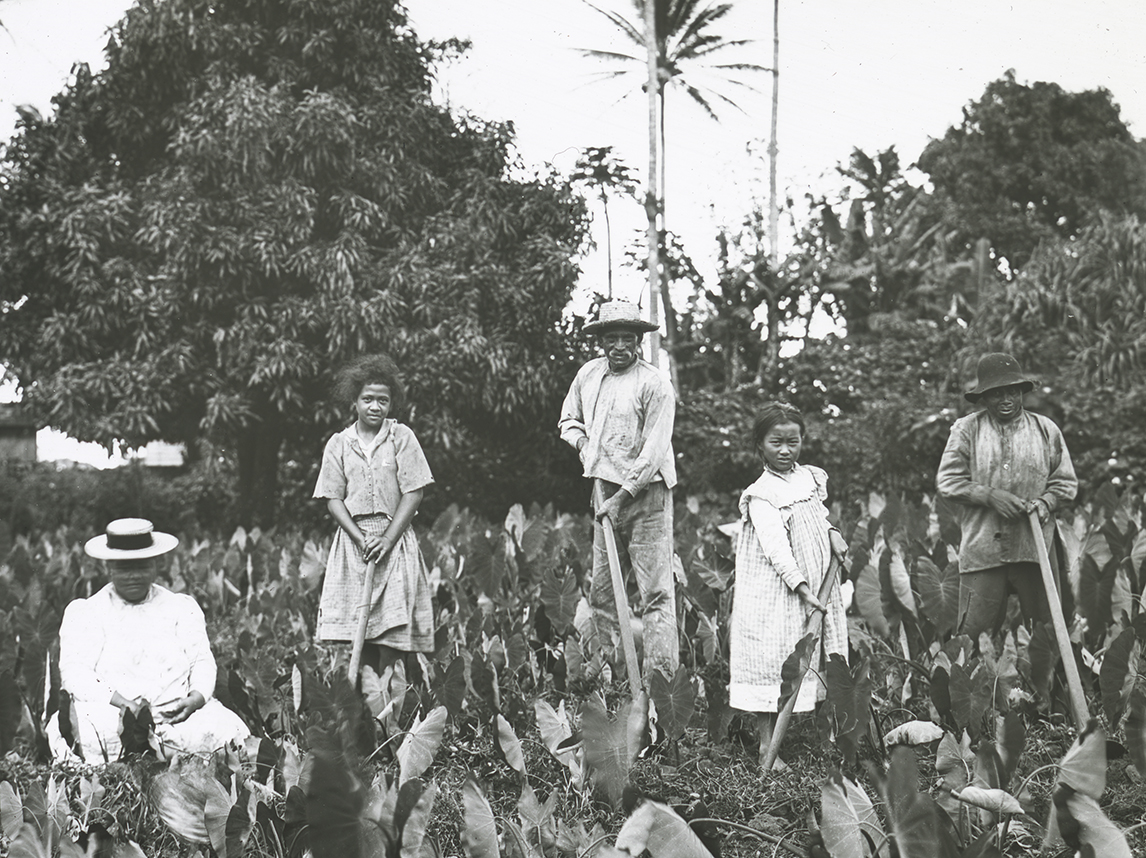[Family working in loʻi kalo] Photo by Henshaw.