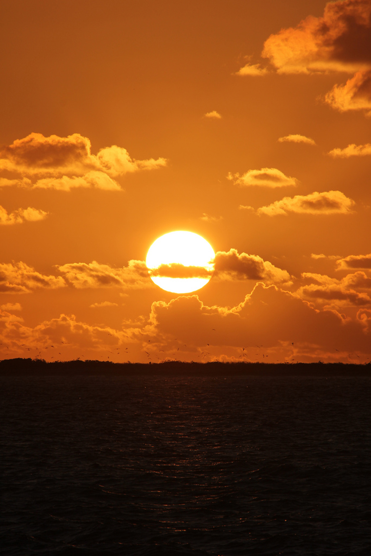 [Rising sun over Eastern Island, Midway Atoll] Photo by Andy Collins.
